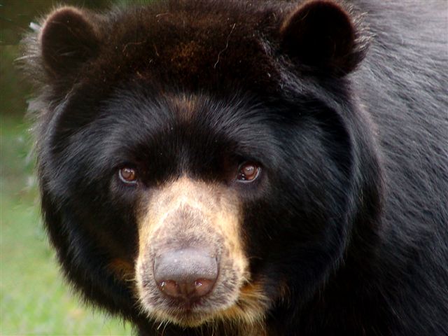 Spectacled Bear, Colombia