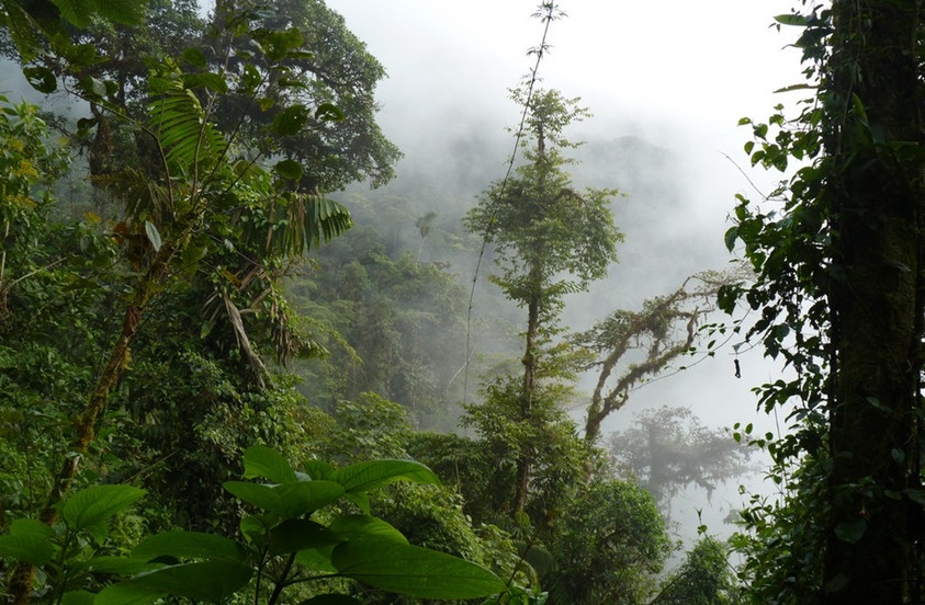 Colombia, Chocó forest habitat